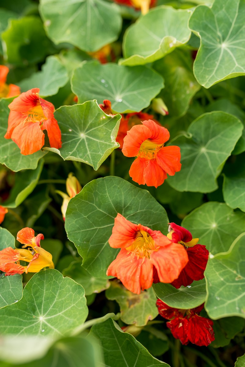 nasturcja pomarańczowa 